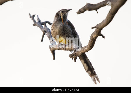 Gelbes Wattlebird (Anthochaera Paradoxa) Stockfoto