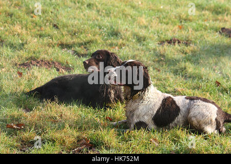 Hübsche arbeiten Typ Spaniel Familienbegleithund liegen auf dem Rasen zusammen Stockfoto