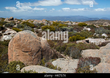 Felsbrocken übersäte alpine Heide auf dem Gipfel des Mount Wellington, Tasmanien, Australien Stockfoto
