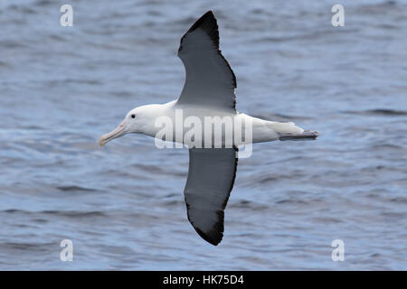 Südlichen Royal Albatros (Diomedea Epomophora) im Flug Stockfoto