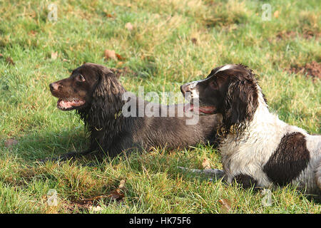 Hübsche arbeiten Typ Spaniel Familienbegleithund liegen auf dem Rasen zusammen Stockfoto