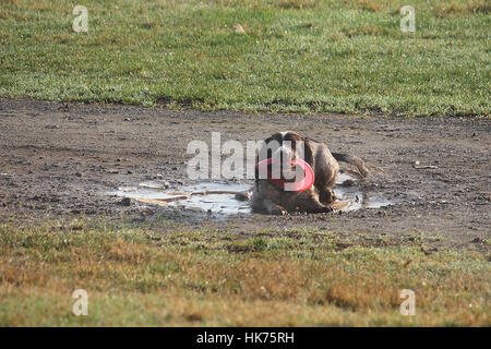 Arbeiten Art Englisch Springer Spaniel Haustier Jagdhund mit Frisbee in Pfütze Stockfoto