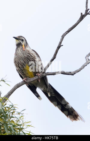 Gelbes Wattlebird (Anthochaera Paradoxa) Stockfoto