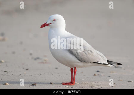 Silberne Möwe (Larus Novaehollandiae) am Sandstrand Stockfoto