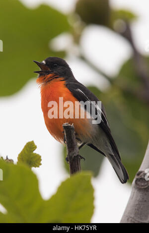 Flamme Robin (Petroica Phoenicea) singen Stockfoto