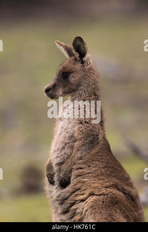 junge weibliche östliche graue Känguru (Macropus Giganteus) Stockfoto