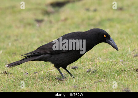 Schwarzes Currawong (Strepera Fuliginosa) Futter für Insekten in kurzen Rasen Stockfoto