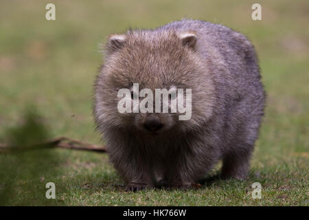 Gemeinsamen Wombat (Vombatus Ursinus) Stockfoto
