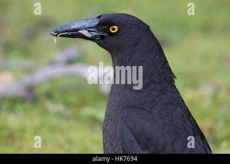 Kopfschuss von einem schwarzen Currawong (Strepera Fuliginosa) Stockfoto