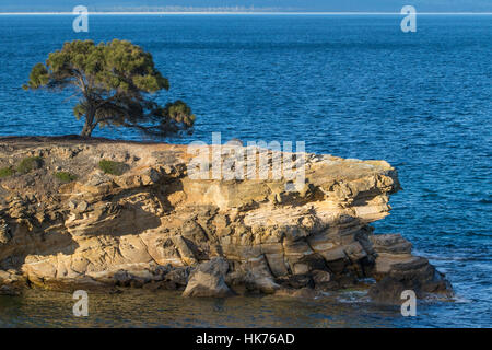 Einsamer Baum auf Painted Klippen auf Maria Island, Tasmanien, Australien Stockfoto