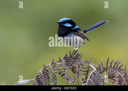 männliche hervorragende Fairy-Zaunkönig (Malurus Cyaneus) thront auf Toten bracken Stockfoto