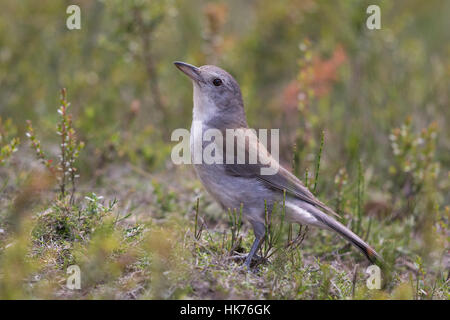 Graues Shrike-Drossel (Colluricincla Harmonica) Stockfoto