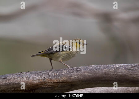 Vierzig entdeckte Tasmanpanthervogel (Pardalotus Quadragintus) Stockfoto