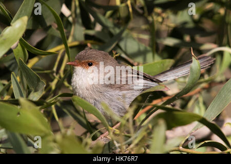 weibliche hervorragende Fairy-Zaunkönig (Malurus Cyaneus) Stockfoto