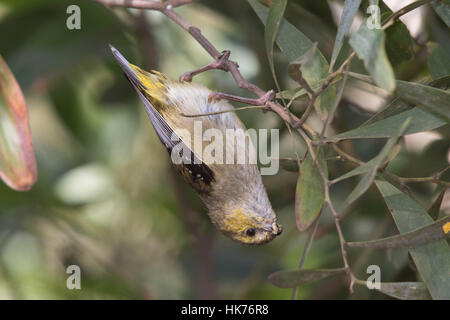 Vierzig entdeckte Tasmanpanthervogel (Pardalotus Quadragintus) Stockfoto