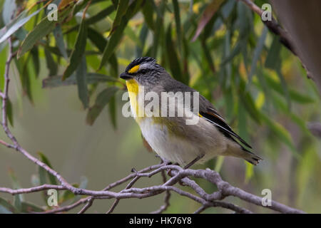 Gekerbten Tasmanpanthervogel (Pardalotus Striatus) Stockfoto