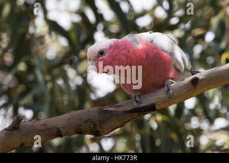 Rosakakadu (Eolophus Roseicapilla) Stockfoto