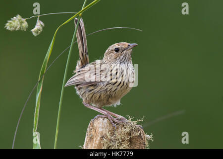 Gekerbten Fieldwren (Calamanthus Fuliginosus) thront oben auf einem Zaunpfahl Stockfoto