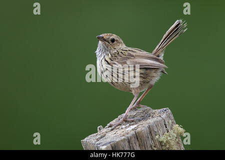 Gekerbten Fieldwren (Calamanthus Fuliginosus) thront oben auf einem Zaunpfahl Stockfoto