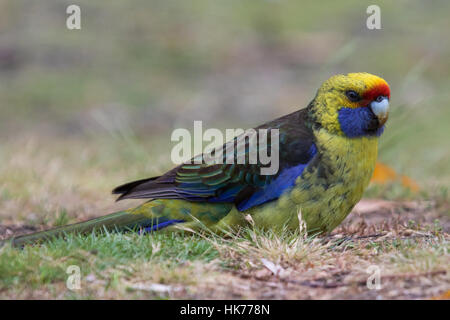 Green Rosella (Platycercus Caledonicus) auf dem Boden sitzend Stockfoto