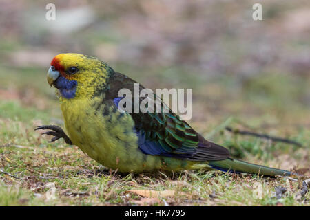 Green Rosella (Platycercus Caledonicus) sitzen auf dem Boden essen Grassamen Stockfoto