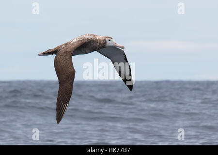 Unreife Wanderalbatros (Diomedea Exulans) fliegen über dem Pazifischen Ozean Stockfoto