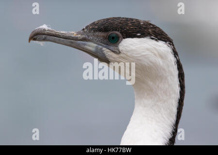 Kopfschuss von einem Black-faced Kormoran (Phalacrocorax Fuscescens) Stockfoto