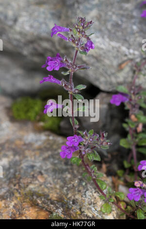 Rock-Thymian (Acinos Alpinus) Blume Stockfoto