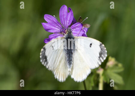 weibliche Orange-Tip (Anthocharis Cardamines) Fütterung auf eine Wiese Storchschnabel (Geranium Pratense) Blume Stockfoto