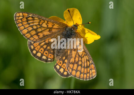 Marsh Fritillary (Eurodryas Aurinia) Fütterung auf eine Butterblume Blume Stockfoto