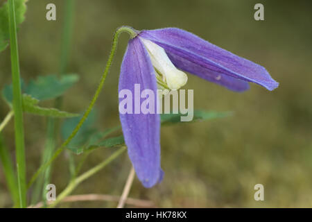 Alpenblume Waldrebe (Clematis Alpina) Stockfoto