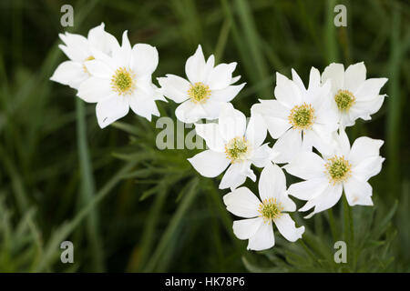 Narcissus blühenden Anemonen (Anemone Narcissiflora) Blumen Stockfoto