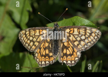 Marsh Fritillary (Eurodryas Aurinia) Schmetterling in der Sonne aalen Stockfoto