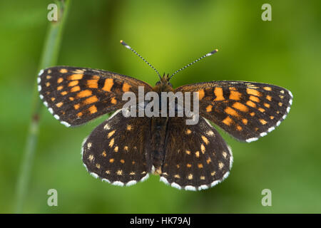 Falsche Heide Fritillary (Melitaea Diamina) Schmetterling in der Sonne aalen Stockfoto