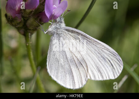 Holz-White / Real Wood White (Leptidea Sinapis / L. Reali) ruht unter einer Blume Stockfoto