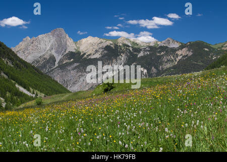 Almwiese im Regionalpark Queyras in den Seealpen im Süden Frankreichs Stockfoto