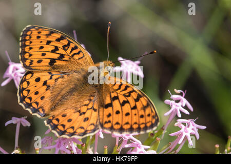 Hohe braune Fritillary (Argynnis Adippe) Fütterung auf rosa Blumen Stockfoto