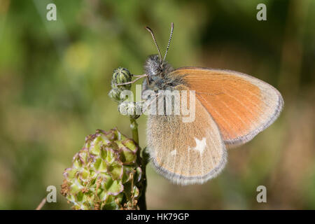 Kastanie Heide (Coenonympha Glycerion) Schmetterling Stockfoto