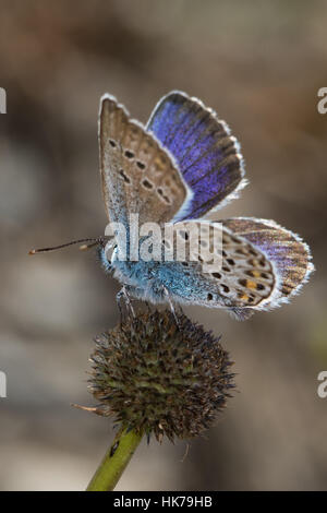 Idas blau (Plebejus Idas) Schmetterling ruht auf einem seedhead Stockfoto