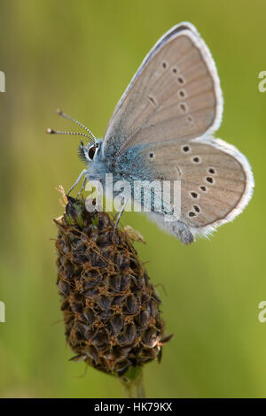 Mazarine Blue (Cyaniris Semiargus) Schmetterling ruht auf einem seedhead Stockfoto