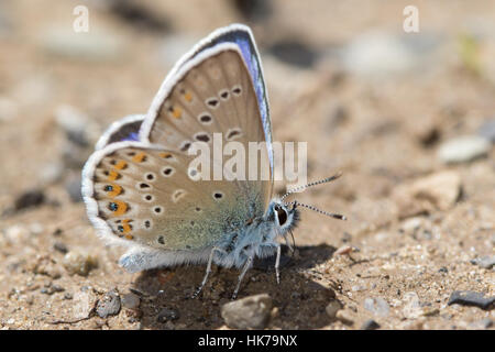 Idas blau (Plebejus Idas) Schmetterlinge ernähren sich von Mineralien aus dem feuchten Boden Stockfoto