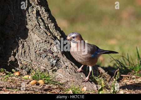 Eichelhäher Garrulus Glandarius, am Fuße eines großen Baumes Stockfoto