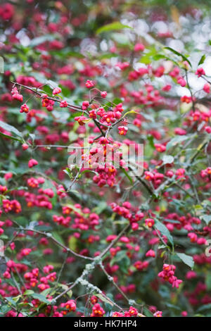 Euonymus Europaeus Beeren Red Cascade im Herbst. Stockfoto