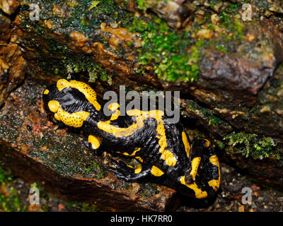 Feuersalamander, Salamandra salamandra Stockfoto