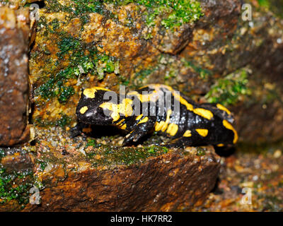 Feuersalamander, Salamandra salamandra Stockfoto