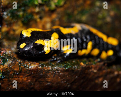 Feuersalamander, Salamandra salamandra Stockfoto