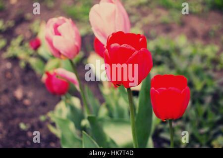 Zwei Blüten in rosa und roten Tulpen blühen im Frühlingsgarten. Stockfoto