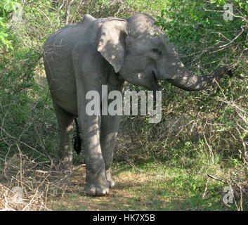 Ein Sri Lanka wilder Elefant (Elephas Maximus Maximus) einer der drei anerkannte Unterarten des asiatischen Elefanten - fotografiert in der Natur in Sri Lanka Stockfoto