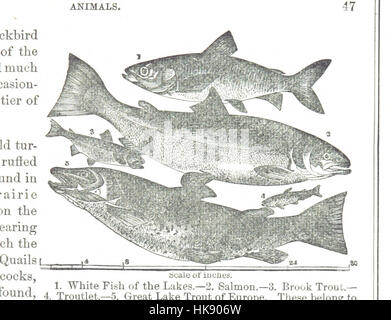 Bild von Seite 61 des "Handbuch der physischen Geographie und Institutionen des Staates Iowa" Bild entnommen Seite 61 des "Handbuch der Physik Stockfoto