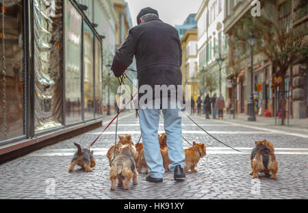 Mehreren Hunden einen Spaziergang an der Leine, Stadtregion im Hintergrund von älterer Herr mit Fußgänger, übernommen Stockfoto